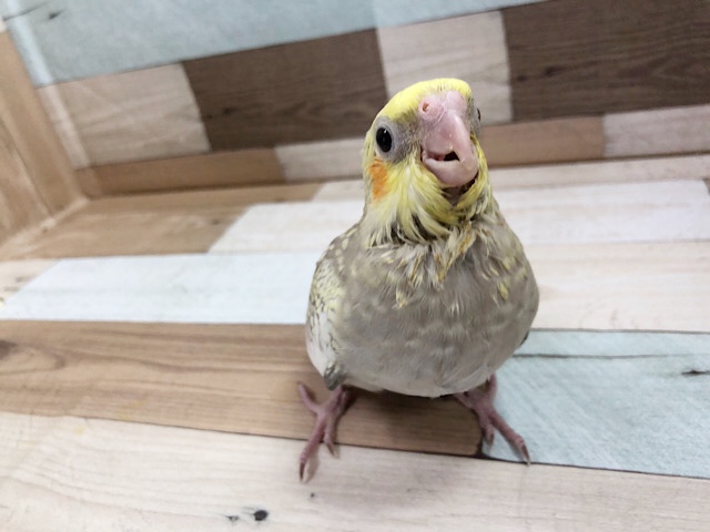 オカメインコ