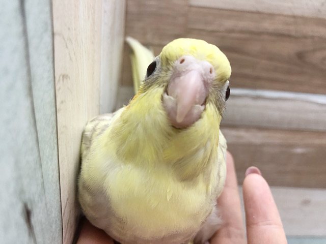 オカメインコ