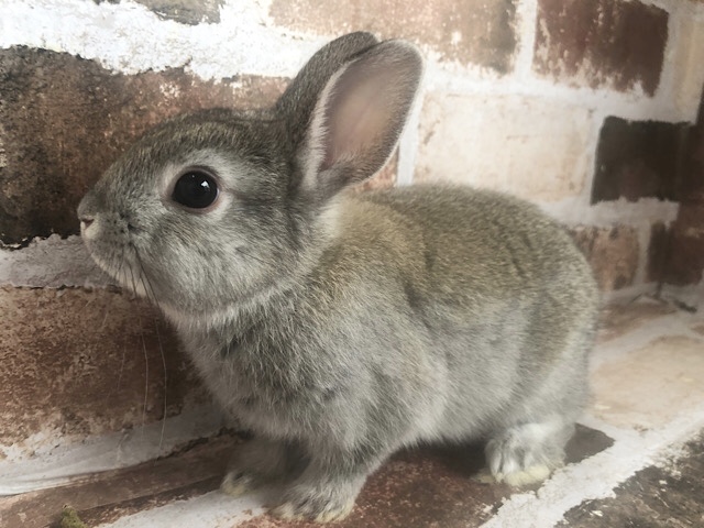 ネザーランドドワーフ