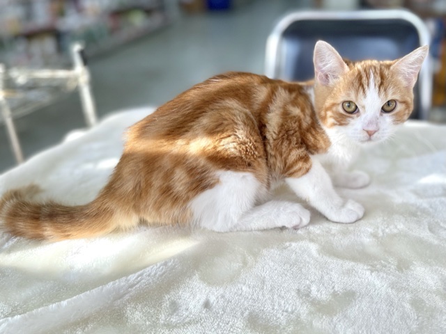 スコティッシュフォールド