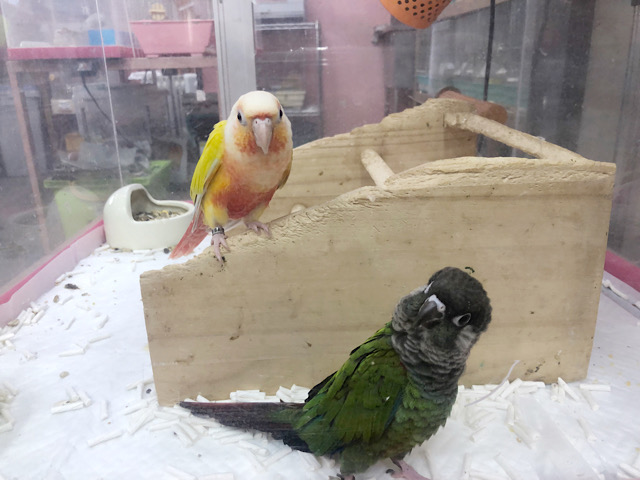 ホオミドリウロコインコ