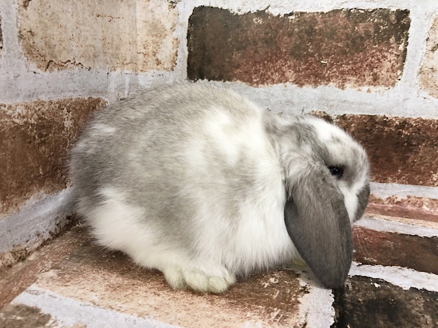 ロップイヤーラビット