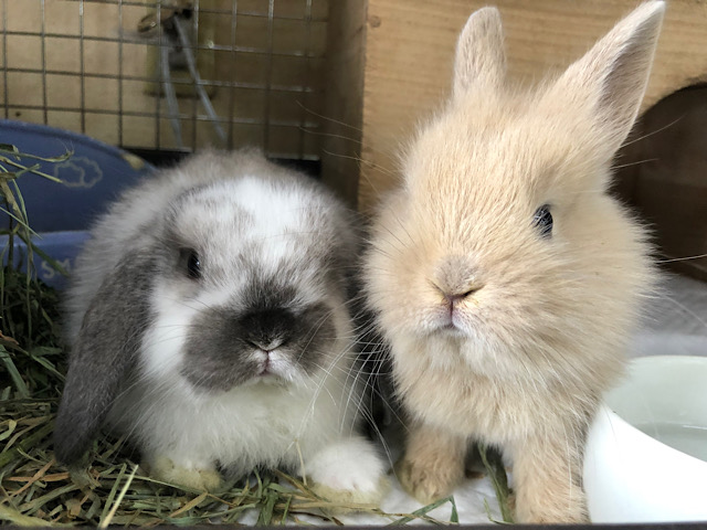 ロップイヤーラビット