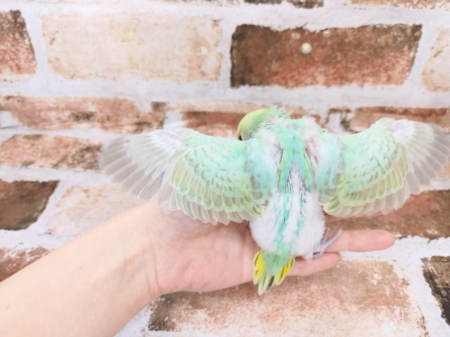 セキセイインコ