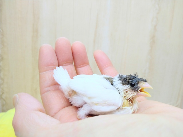 十姉妹（ジュウシマツ）