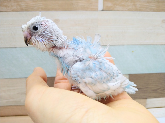 羽衣セキセイインコ