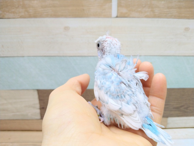 羽衣セキセイインコ