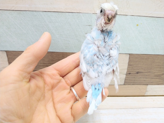 羽衣セキセイインコ