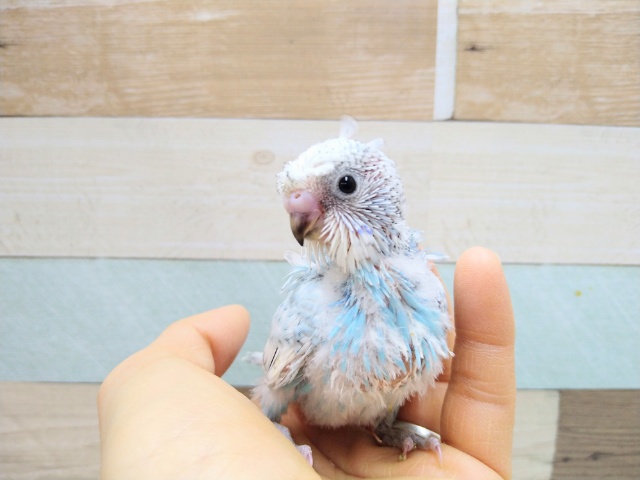 羽衣セキセイインコ