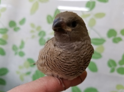 オオイッコウチョウ