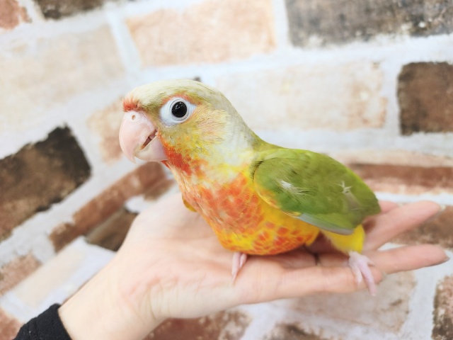 ホオミドリウロコインコ