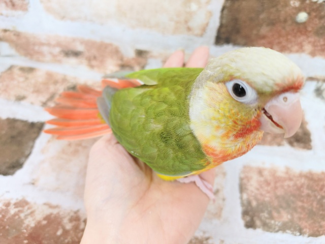 ホオミドリウロコインコ