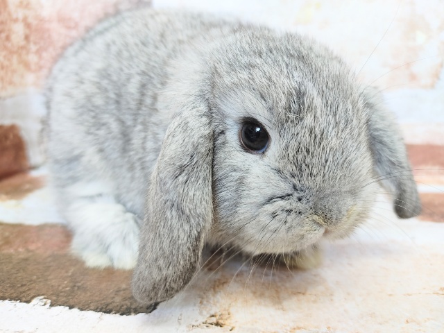 ロップイヤーラビット