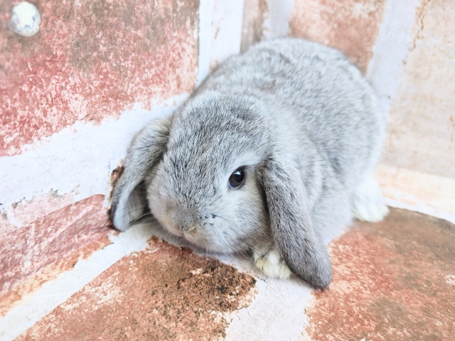 ロップイヤーラビット