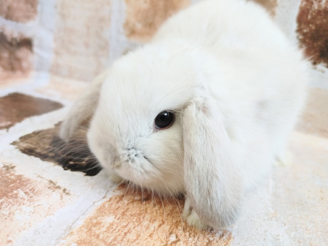 ロップイヤーラビット