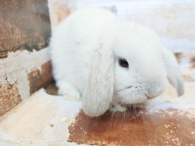 ロップイヤーラビット