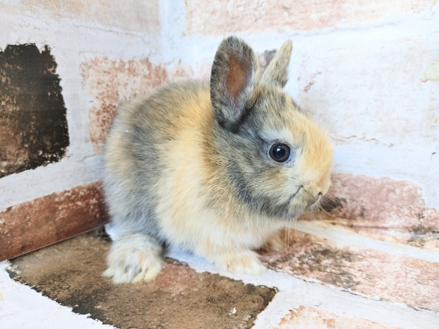 ネザーランドドワーフ