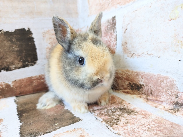 ネザーランドドワーフ