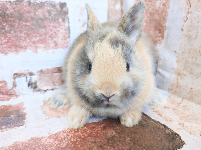 ネザーランドドワーフ