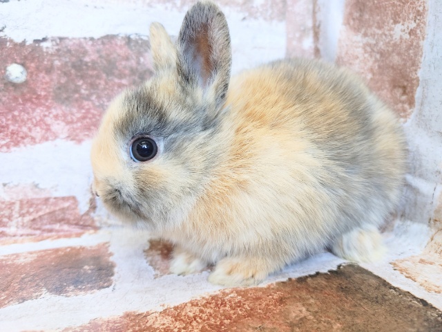 ネザーランドドワーフ