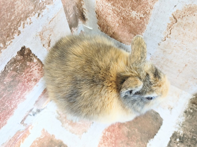 ネザーランドドワーフ