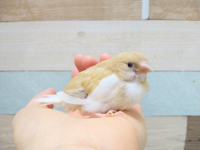 十姉妹（ジュウシマツ）