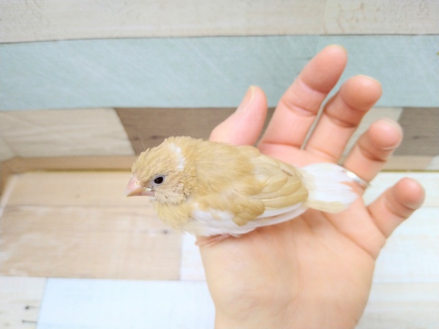 十姉妹（ジュウシマツ）