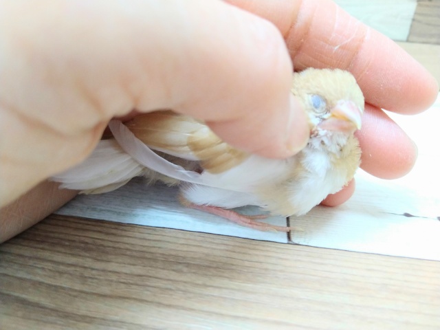 十姉妹（ジュウシマツ）