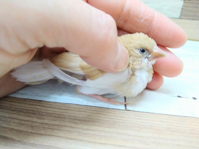 十姉妹（ジュウシマツ）