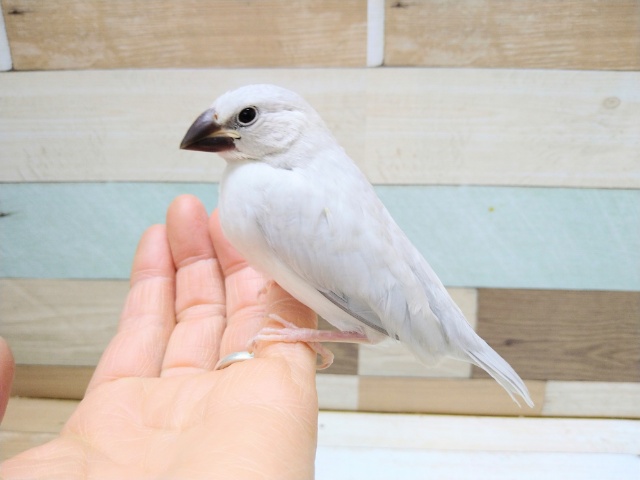 シルバー文鳥