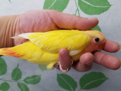 コザクラインコ（小桜インコ）