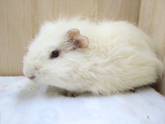 テディ×テッセル