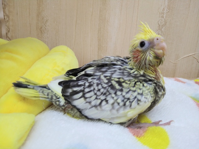 オカメインコ