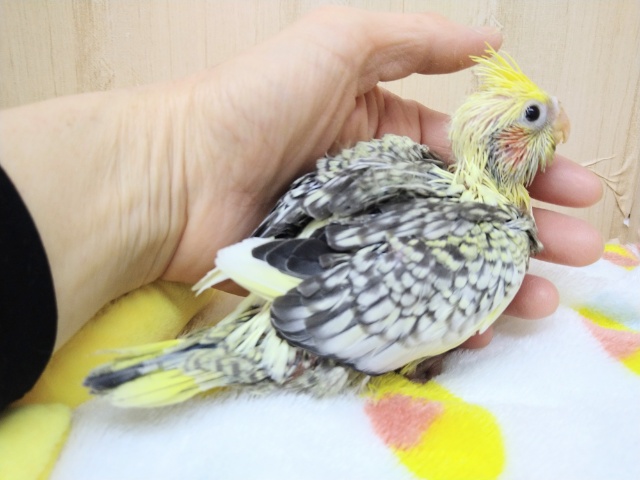 オカメインコ