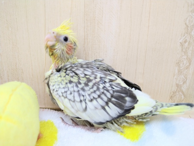 オカメインコ