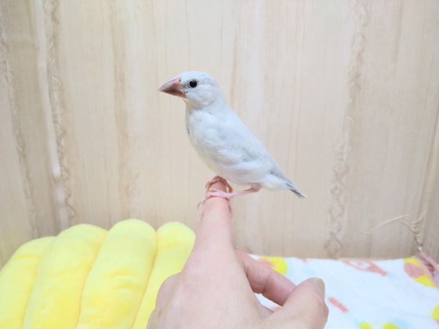 シルバー文鳥