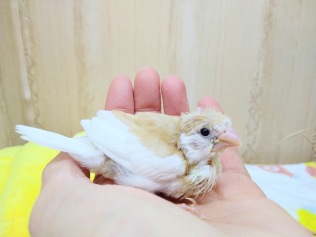 美梵天十姉妹のヒナ、いますよ〜! 十姉妹(ジュウシマツ)