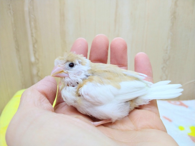 美梵天十姉妹のヒナ、いますよ〜! 十姉妹(ジュウシマツ)