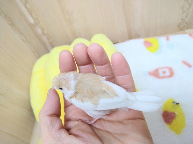 美梵天十姉妹のヒナ、いますよ〜! 十姉妹(ジュウシマツ)