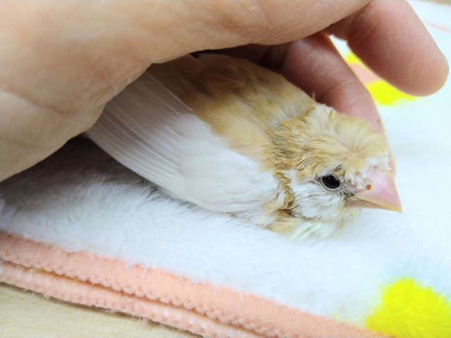 美梵天十姉妹のヒナ、いますよ〜! 十姉妹(ジュウシマツ)