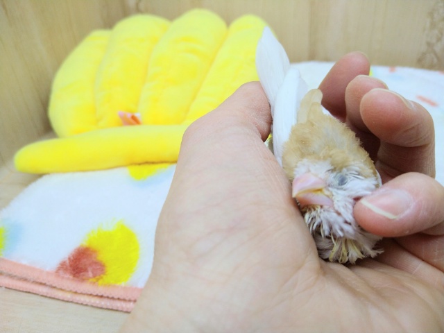 美梵天十姉妹のヒナ、いますよ〜! 十姉妹(ジュウシマツ)