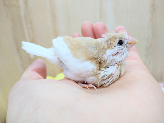 美梵天十姉妹のヒナ、いますよ〜! 十姉妹(ジュウシマツ)