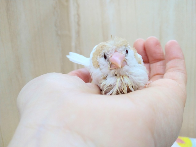 美梵天十姉妹のヒナ、いますよ〜! 十姉妹(ジュウシマツ)