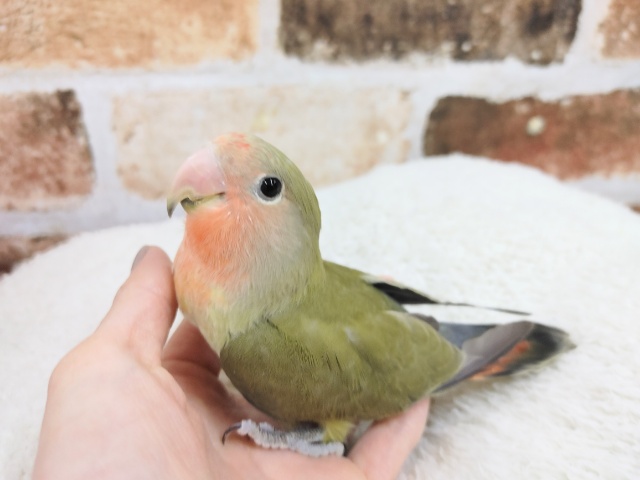 コザクラインコ（小桜インコ）
