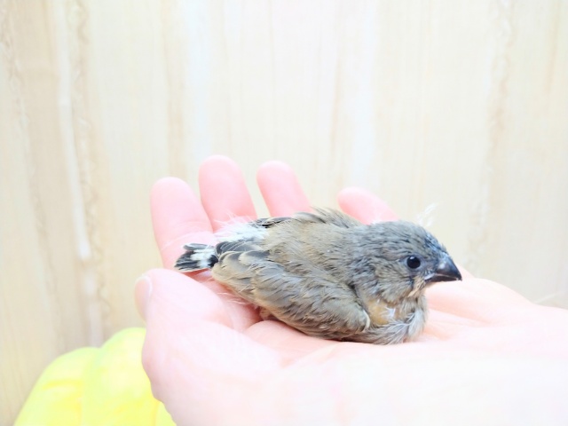 錦花鳥（キンカチョウ）