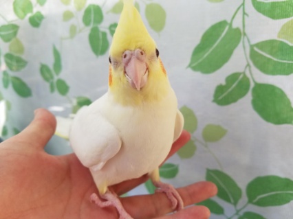 ふっさふさ、ルチノーオカメさん☆ オカメインコ