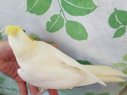ふっさふさ、ルチノーオカメさん☆ オカメインコ