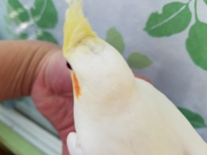ふっさふさ、ルチノーオカメさん☆ オカメインコ