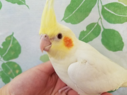 ふっさふさ、ルチノーオカメさん☆ オカメインコ