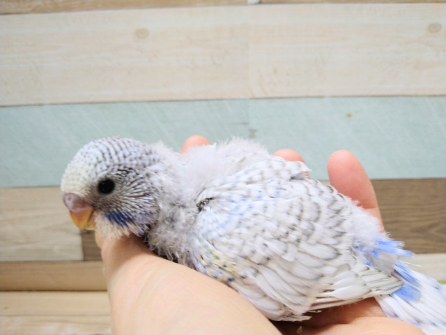 大きくなるぞっ!ジャンボセキセイのヒナ来ました〜 ジャンボセキセイインコ